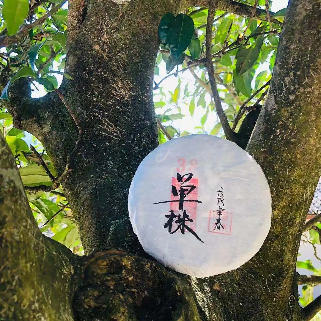 普洱茶單株是什么，好在哪里？