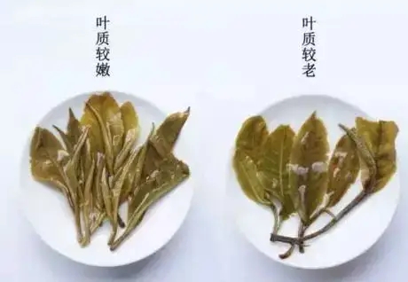 生普？熟普？如何挑選一款普洱茶？