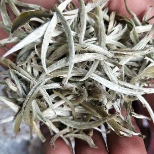 遇見月光白之美，存放四年云南古樹白茶