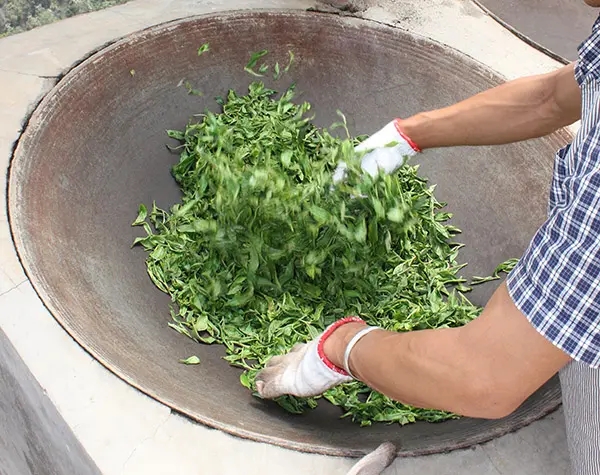 “殺青”是如何影響普洱茶品質的？