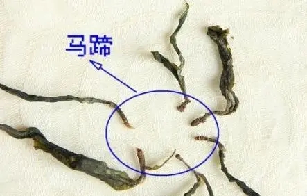 馬蹄竟然還能喝？普洱茶里的馬蹄你有了解過嗎？
