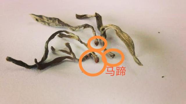 “馬蹄?！倍嗌俑竟?jié)有關(guān)系？