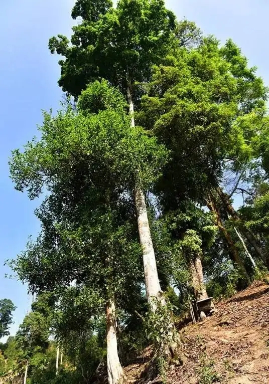 普洱茶概念中的“國有林”、“高桿古樹”是怎么樣的存在？