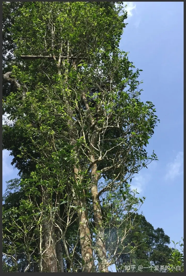 高桿古樹做成的普洱茶，憑什么紅遍大江南北？