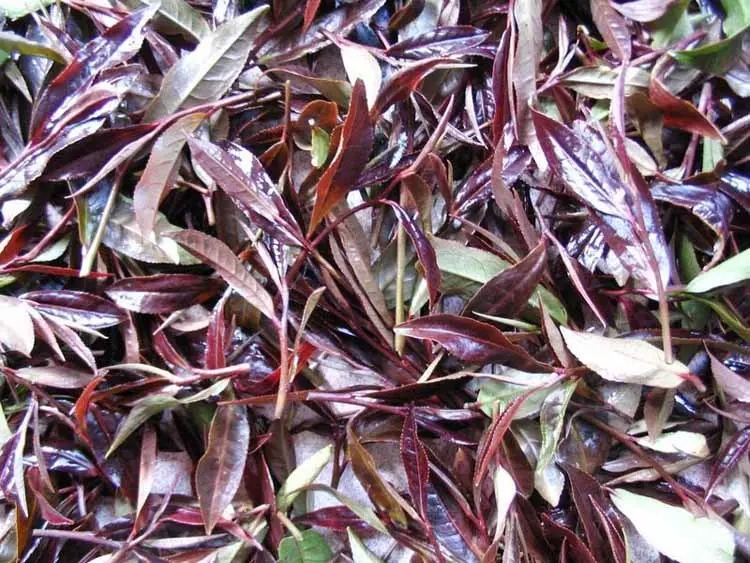 紫芽茶：普洱茶中的極品