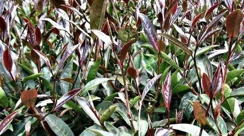 紫芽普洱是什么茶？