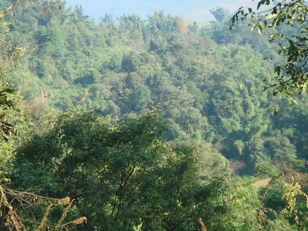 茶山紀(jì)實(shí)：再進(jìn)犀牛塘，不一樣的感覺；菁瑤可以預(yù)見的豐收年