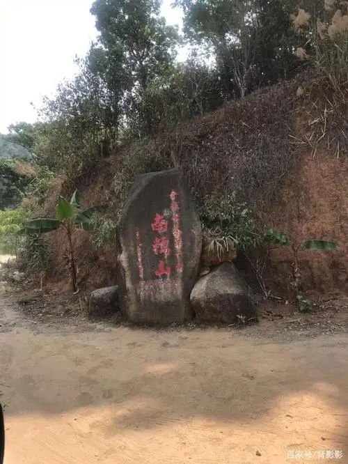 古茶第一村”，你見過這樣的茶樹嗎？