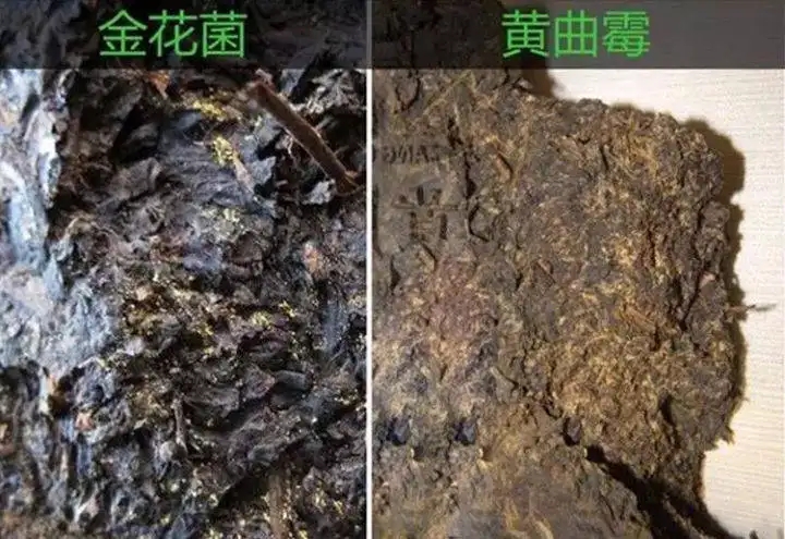 從普洱茶致癌論說開，再談普洱茶與黃曲霉毒素的關系。