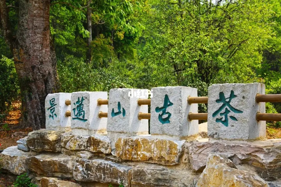 普洱茶的年份：新茶、老茶、中期茶、印級茶、古董茶