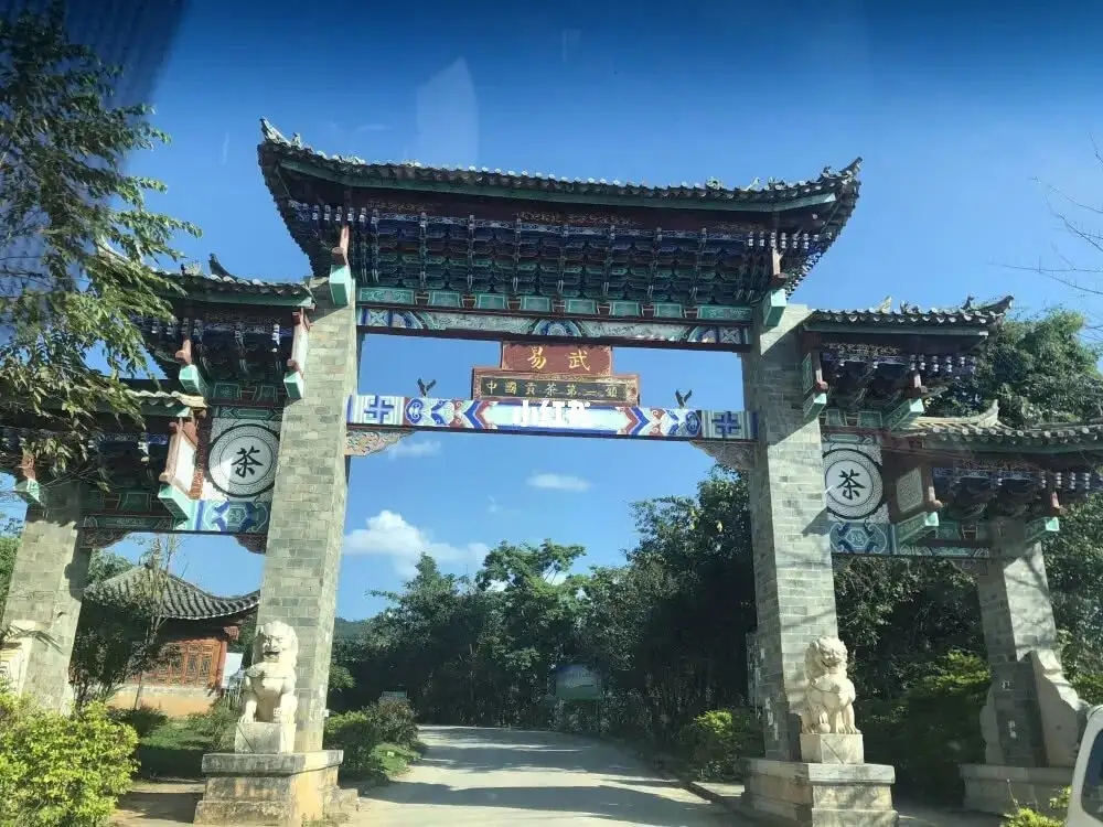 古樹茶年份越老，茶葉就越好嗎？影響茶葉品質的因素有哪些？