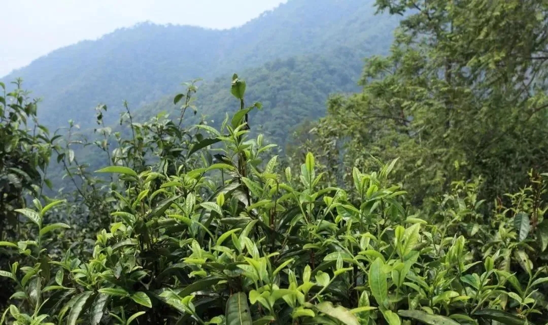 古樹茶的價值和意義在哪里？