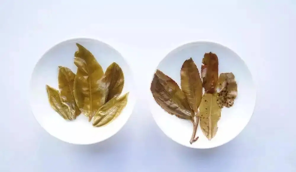 普洱茶的九種山寨版本，喜歡普洱茶的一定要看