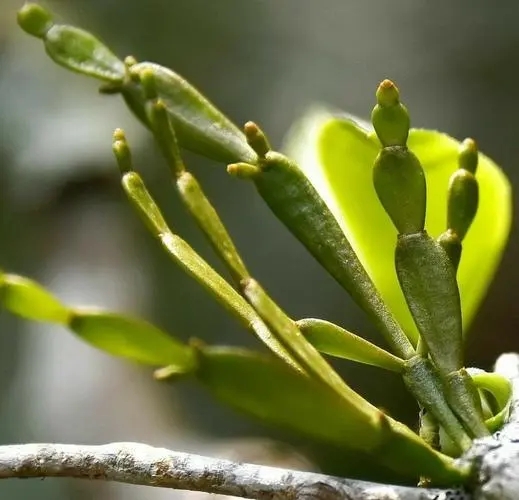 “螃蟹腳”是什么？