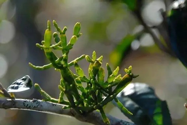 什么是螃蟹腳？茶界的螃蟹腳可能和你想的不一樣！