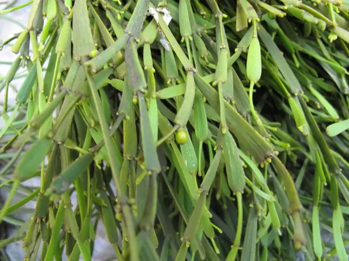 普洱茶中的“螃蟹腳”，到底是什么？如何辨別？