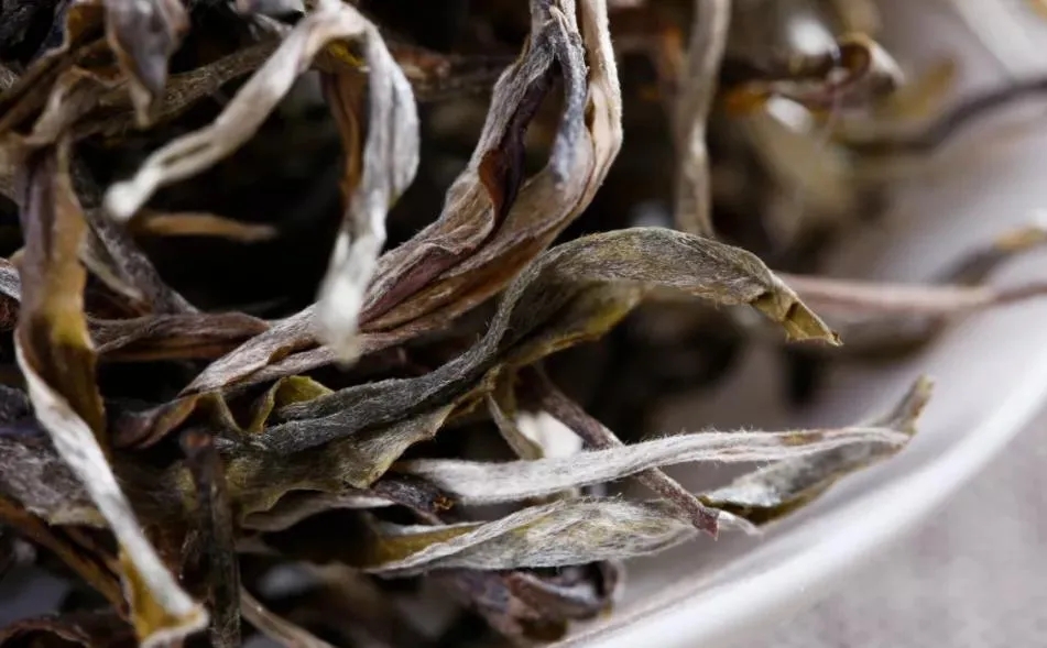 普洱茶樹生長的海拔越高，品質就越好嗎？