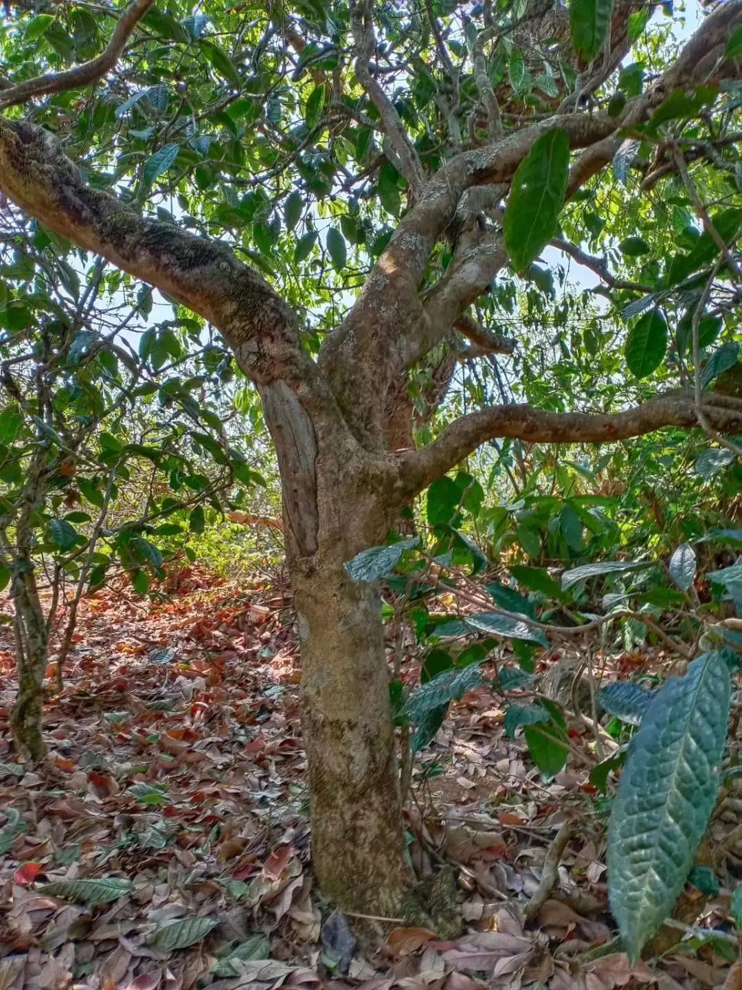 一山一韻，普洱茶的山韻