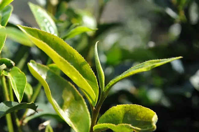 普洱茶“山野氣韻”如何形成？