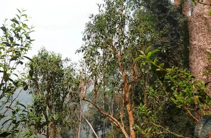 易武白茶園 | 量少珍稀古樹茶、易武茶中的佼佼者~香揚(yáng)水柔有內(nèi)質(zhì)