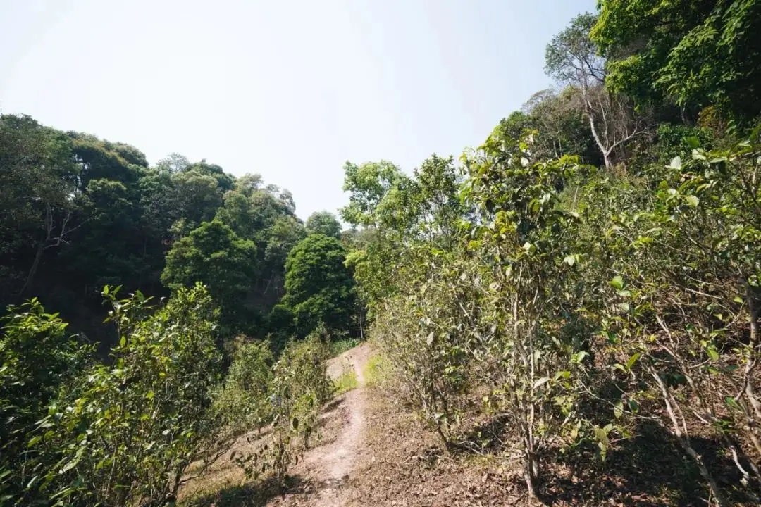 易武荒韻， 秘境白茶園