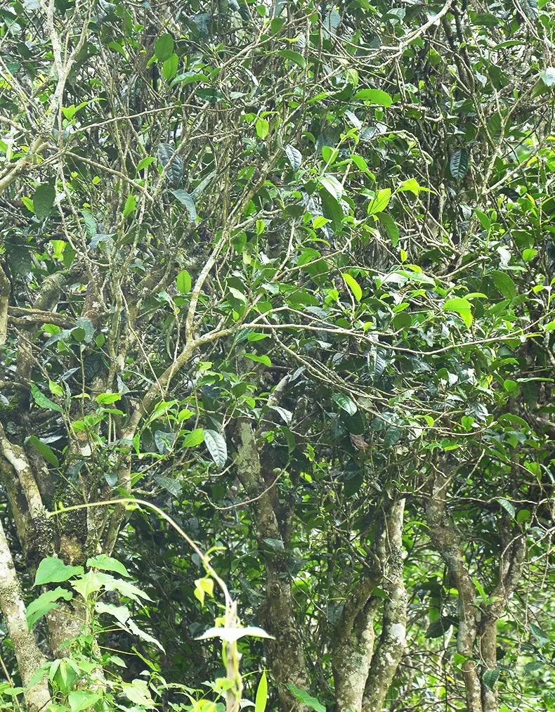 香竹箐：千年的觸摸，穿越時(shí)空的證明