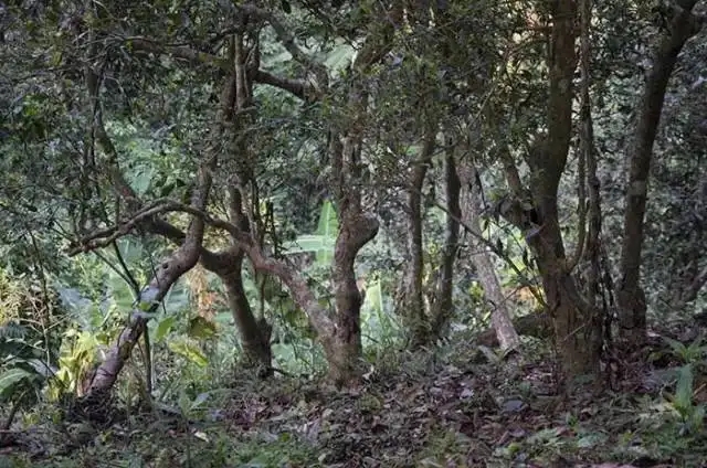 一山一味，山頭茶存在的意義究竟是什么？