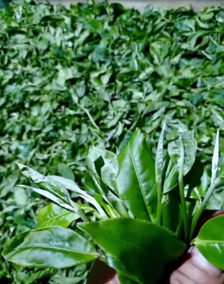 【答疑解惑】關(guān)于勐庫大葉種，你了解多少？