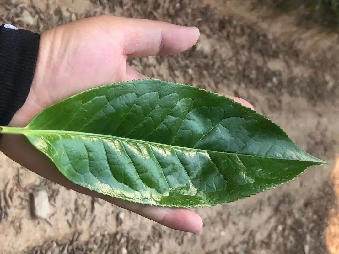 【茶百科】勐庫大葉種的適制性。