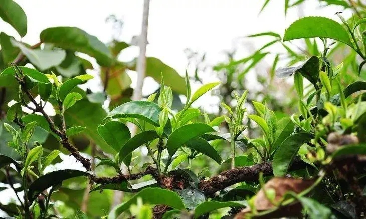 打開勐庫大葉種的密碼