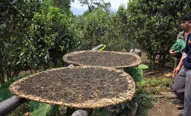 顛覆認知！普洱茶的傳統(tǒng)工藝究竟是什么？