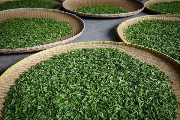 傳統(tǒng)普洱茶殺青工藝原理，專家們是這樣說的