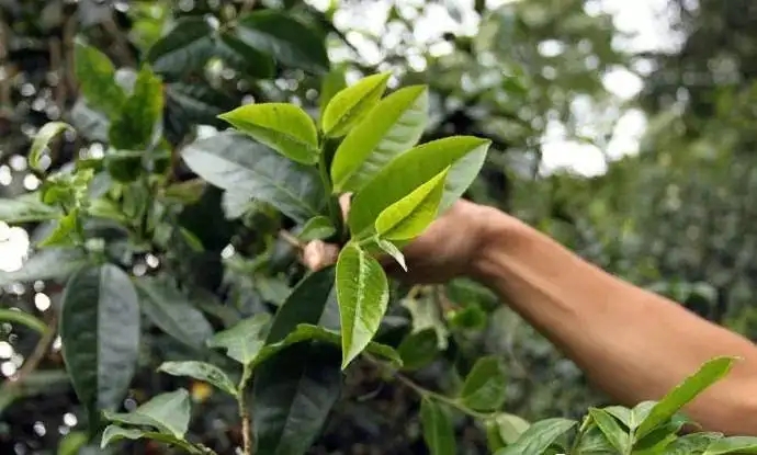 云南大葉種和小葉種是一個品種嗎？兩者有何優(yōu)勢？