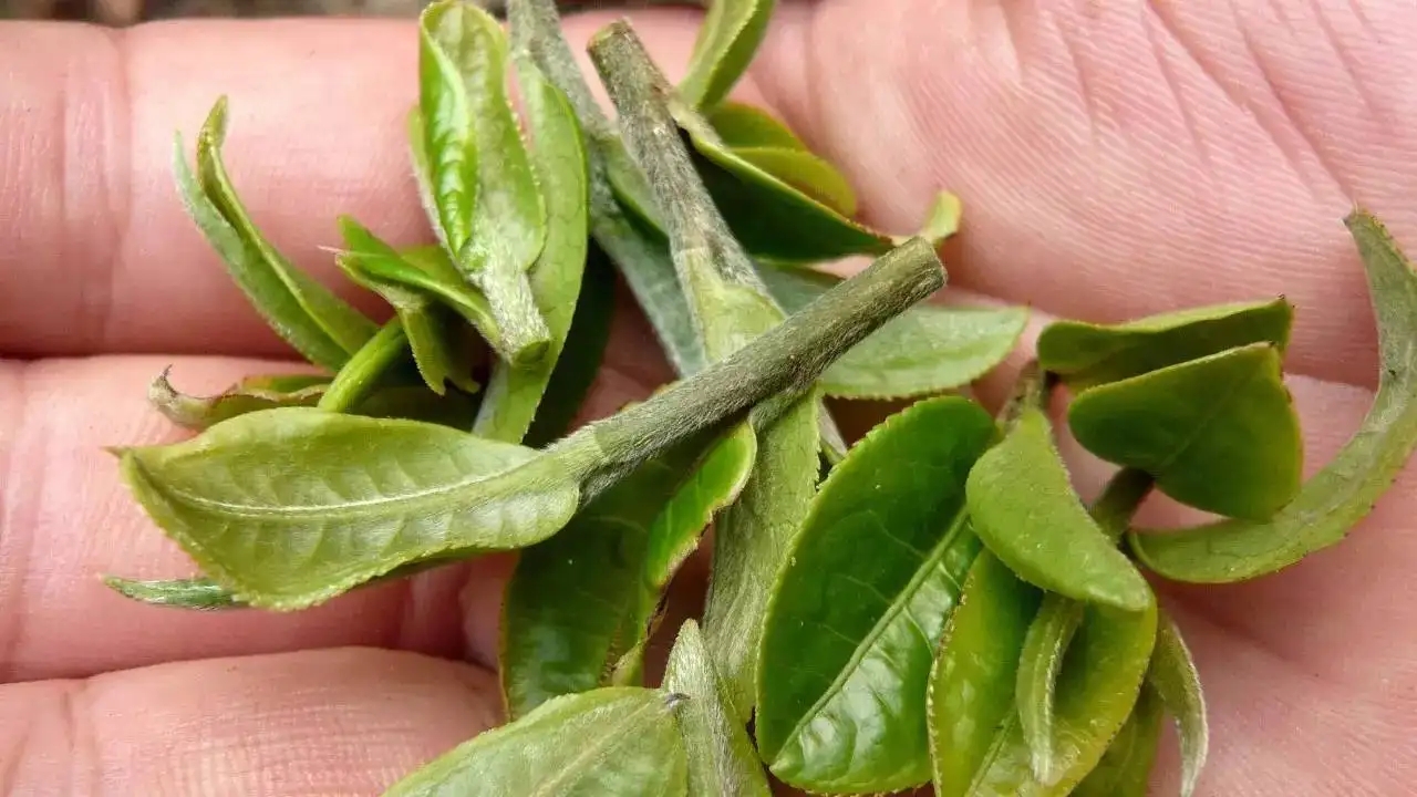 云南大葉種曬青毛茶，是什么茶？