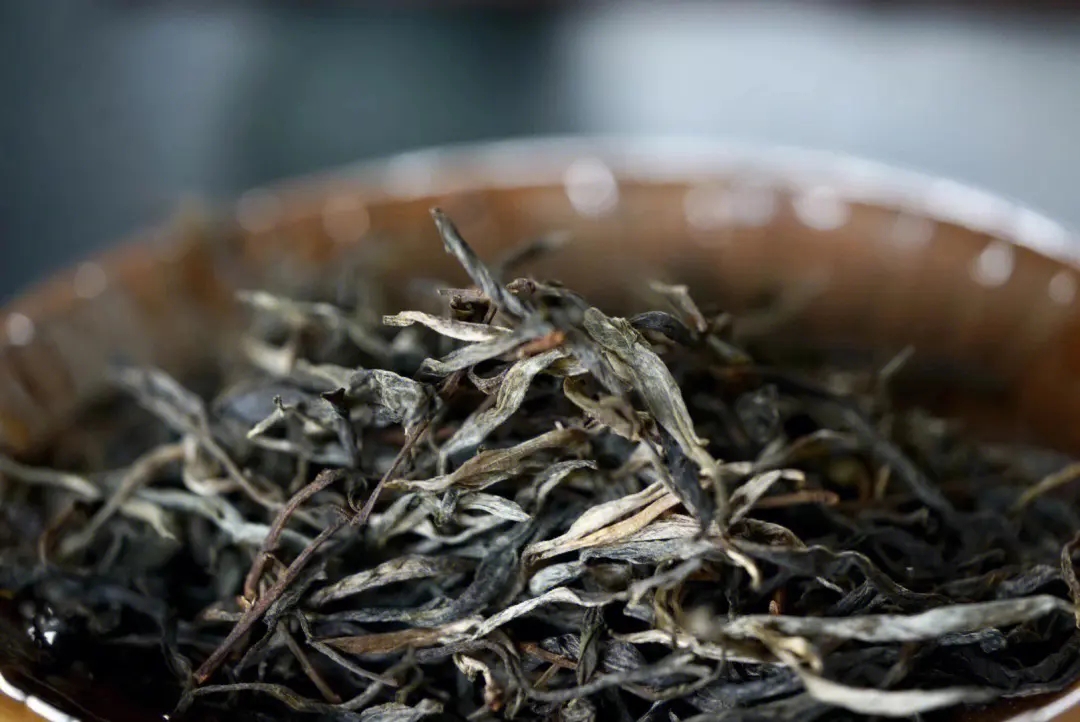 2023年老班章古樹(shù)春茶口感！