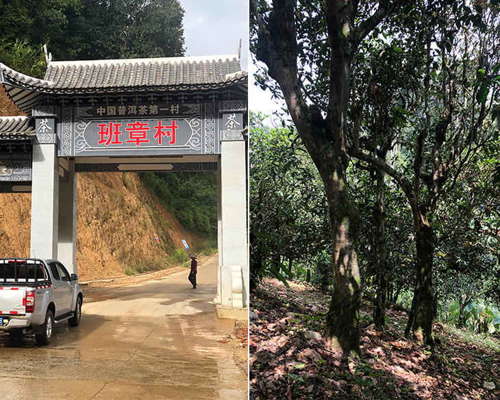 2023年新班章古樹(shù)春茶品質(zhì)怎么樣？