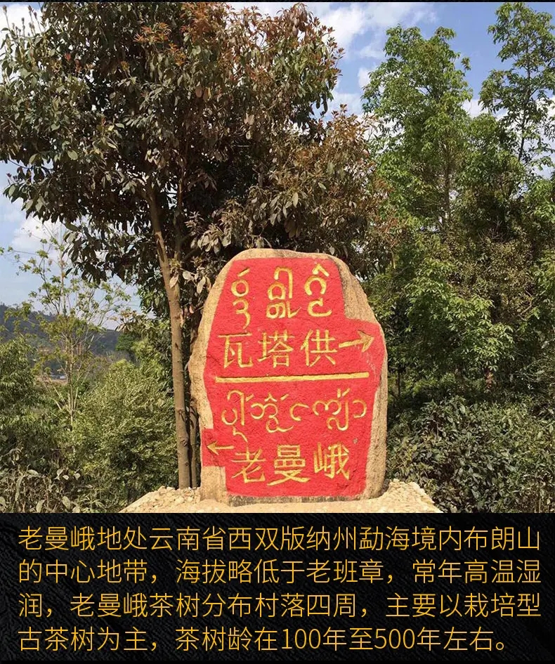 2023年老曼峨古樹(shù)春茶口感？