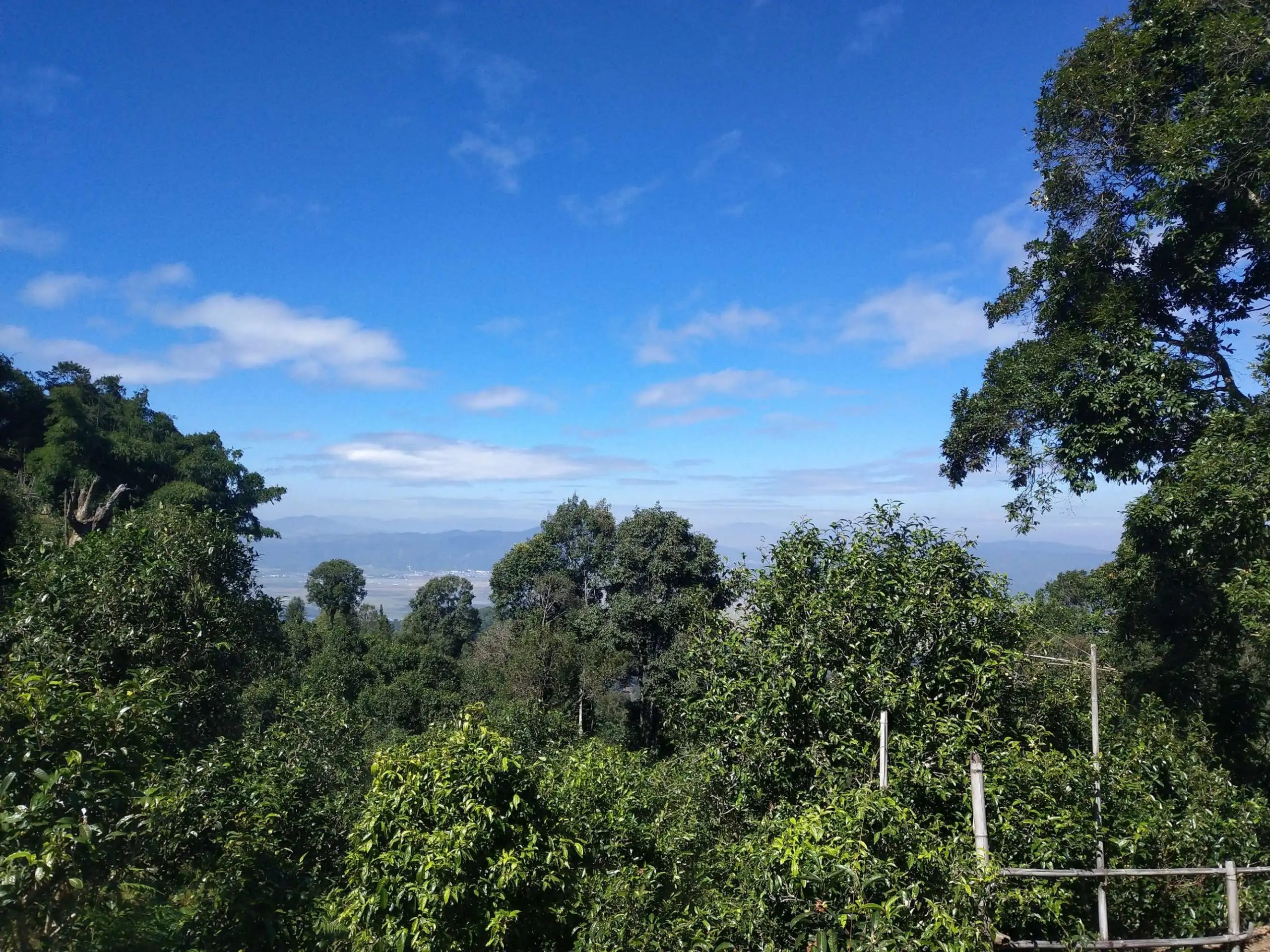 2023年廣別老寨古樹春茶特點(diǎn)是什么？