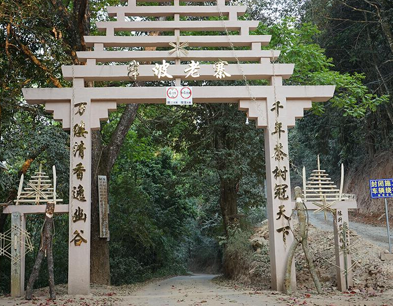 2023年半坡老寨古樹春茶品質(zhì)？