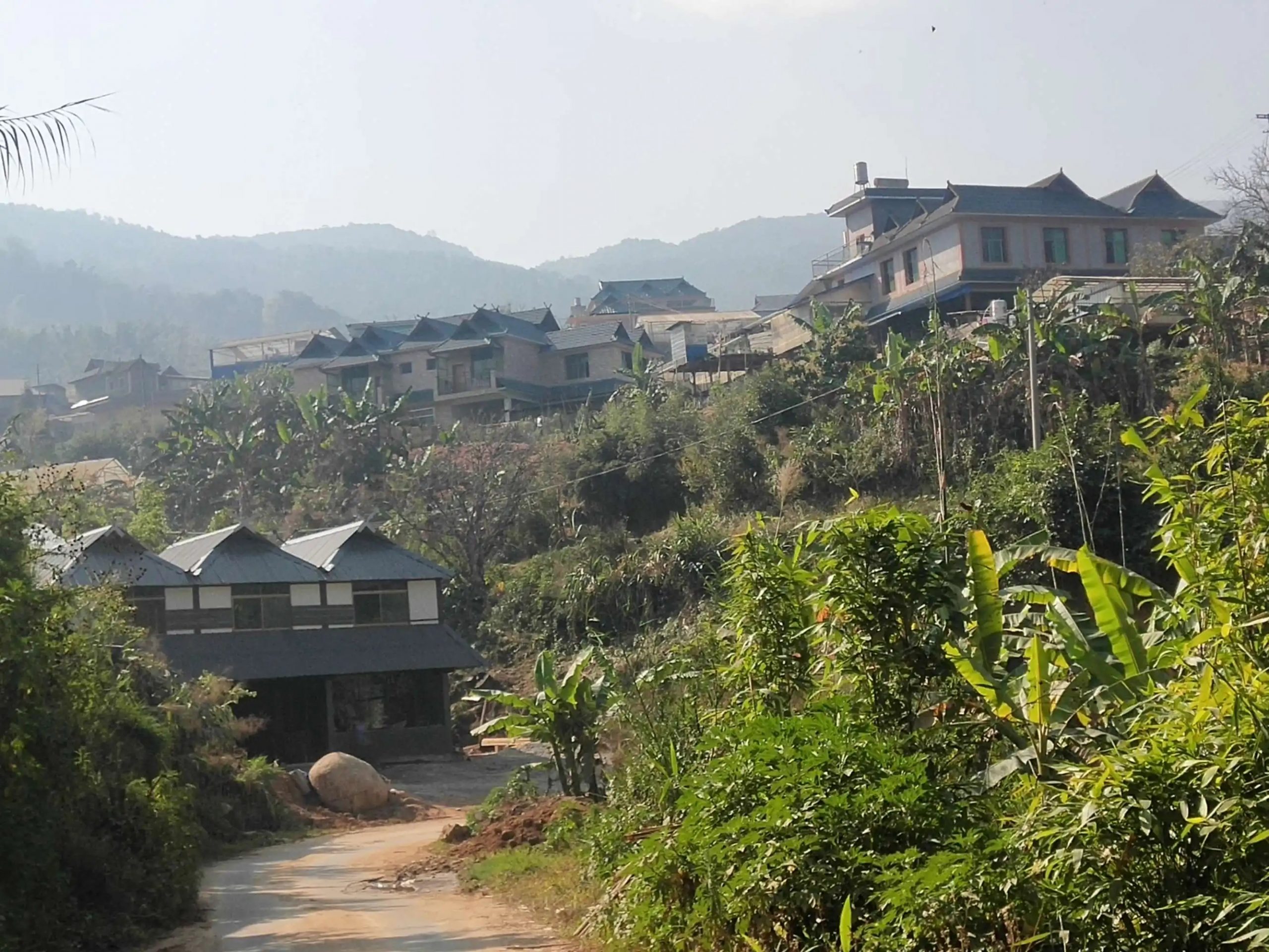 2023年帕沙古樹(shù)春茶價(jià)格多少錢？