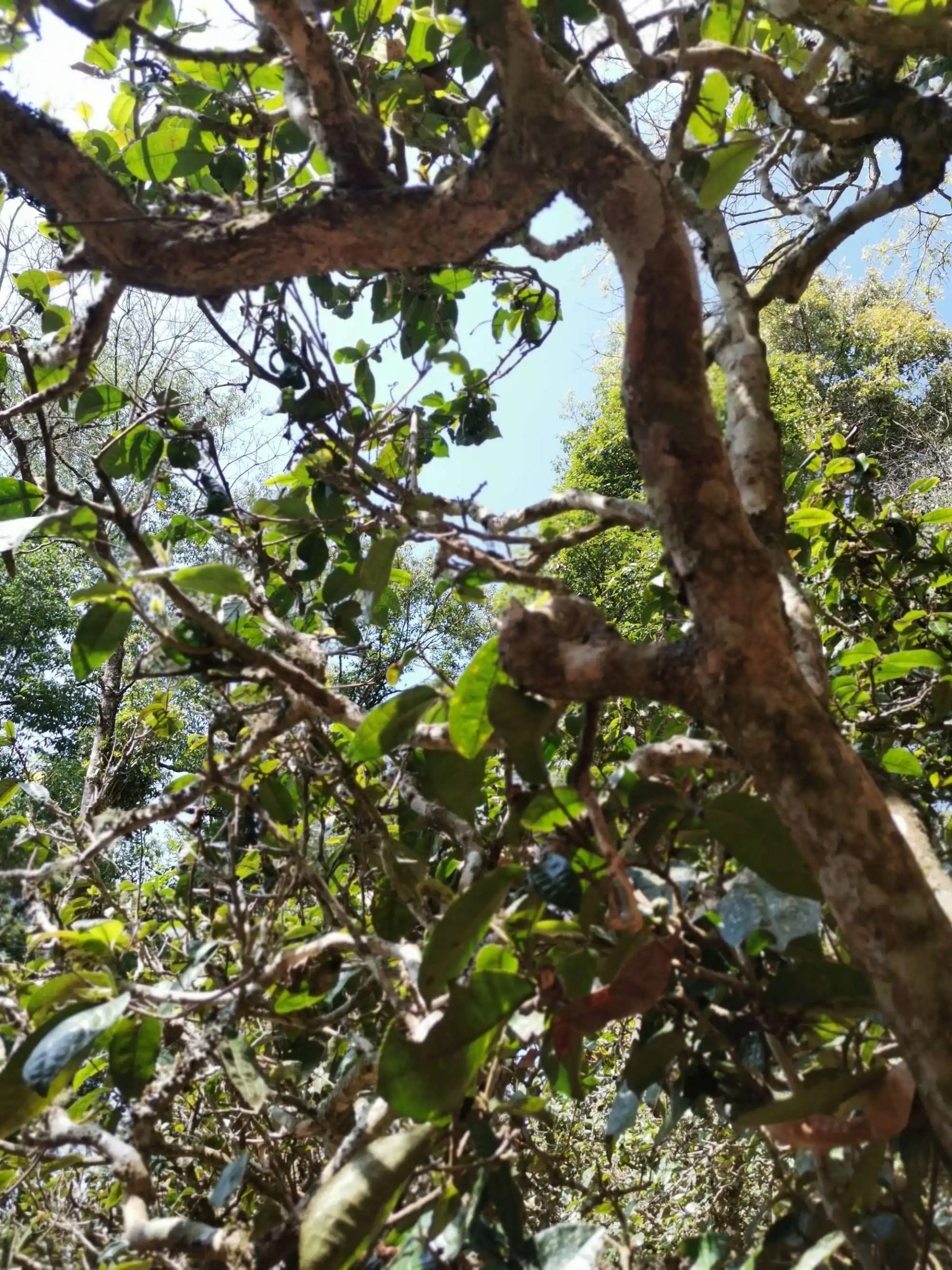 2023年那卡古樹(shù)春茶特點(diǎn)是什么？