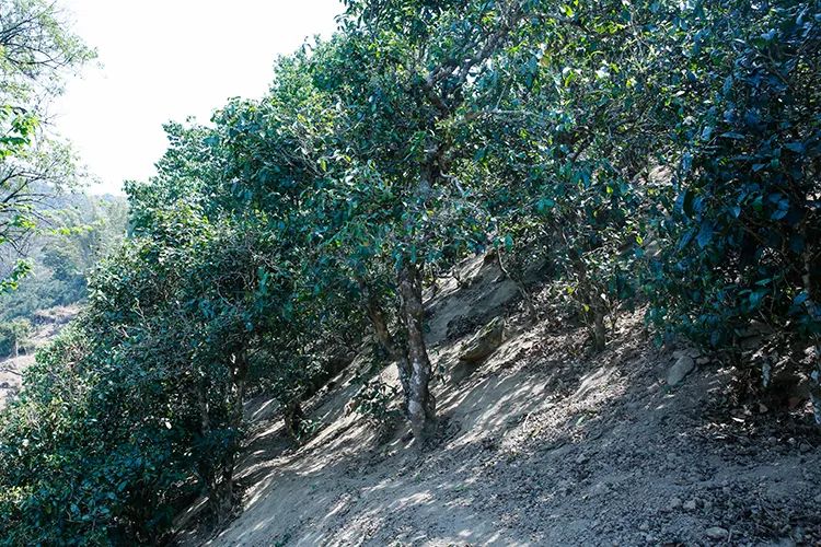 2023年那卡古樹(shù)春茶價(jià)格是多少？