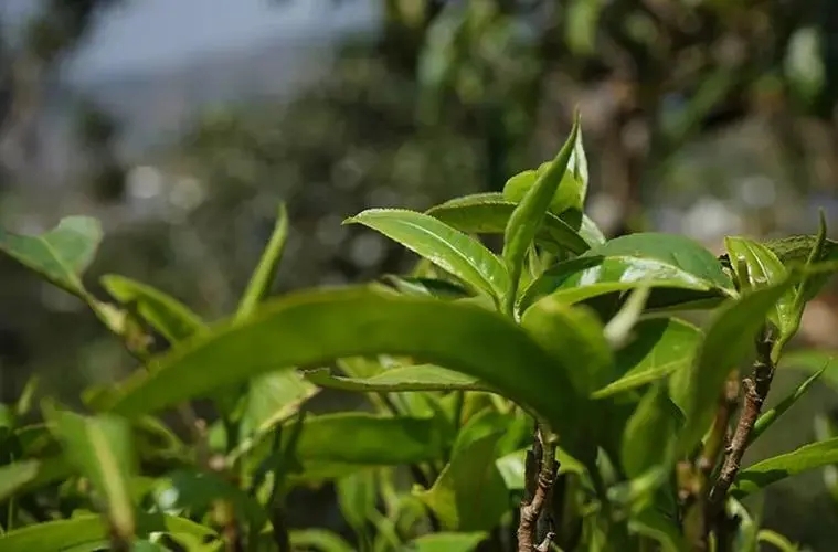 2023年那卡古樹(shù)春茶多少錢一公斤？