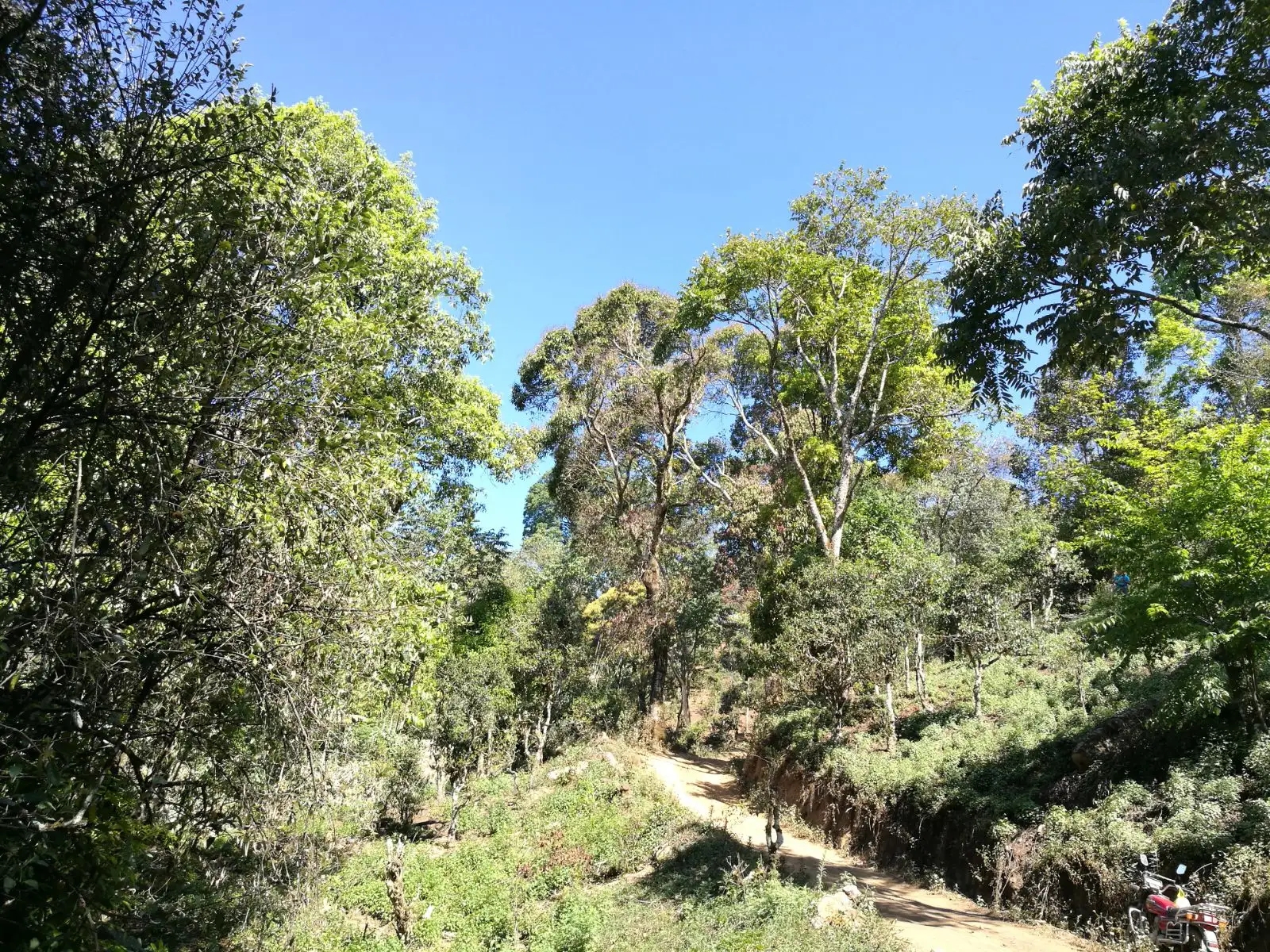 2023年保塘老寨古樹(shù)春茶口感是什么？