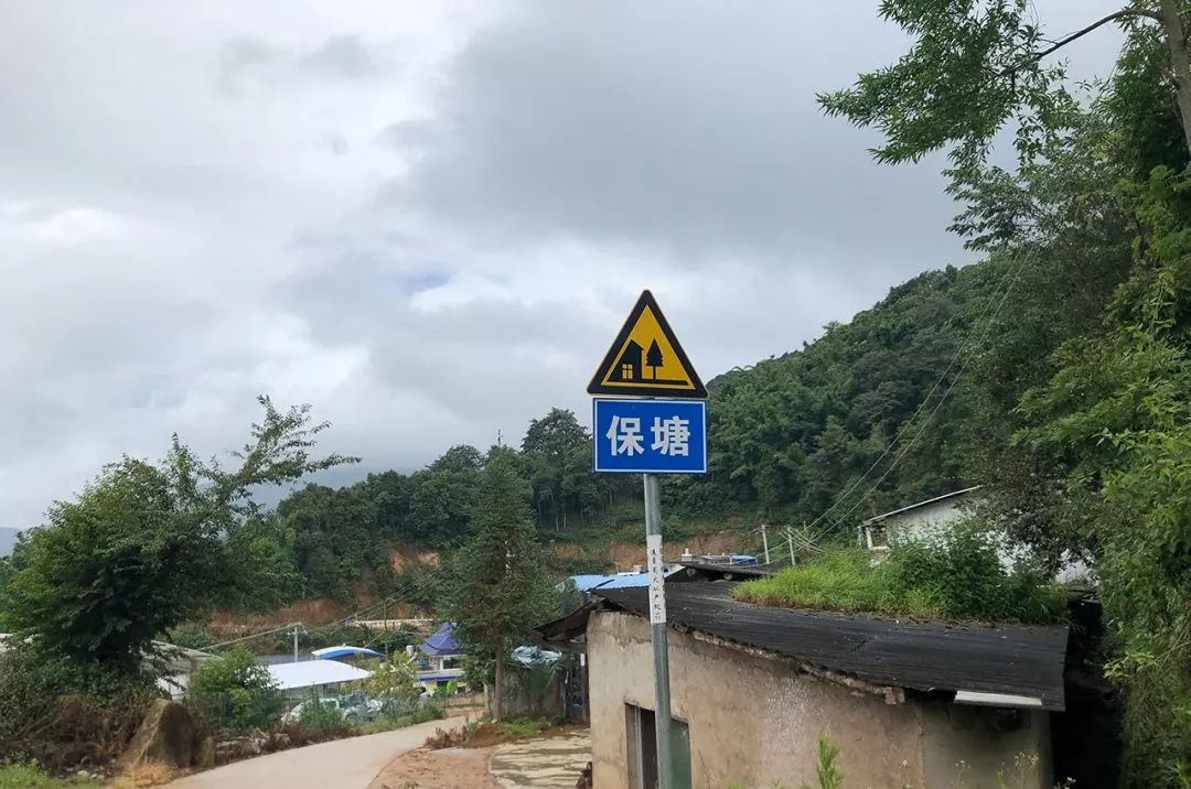 2023年保塘老寨古樹(shù)春茶特點(diǎn)是什么？