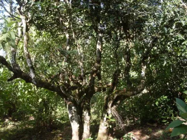 2023年保塘老寨古樹春茶多少錢一公斤？