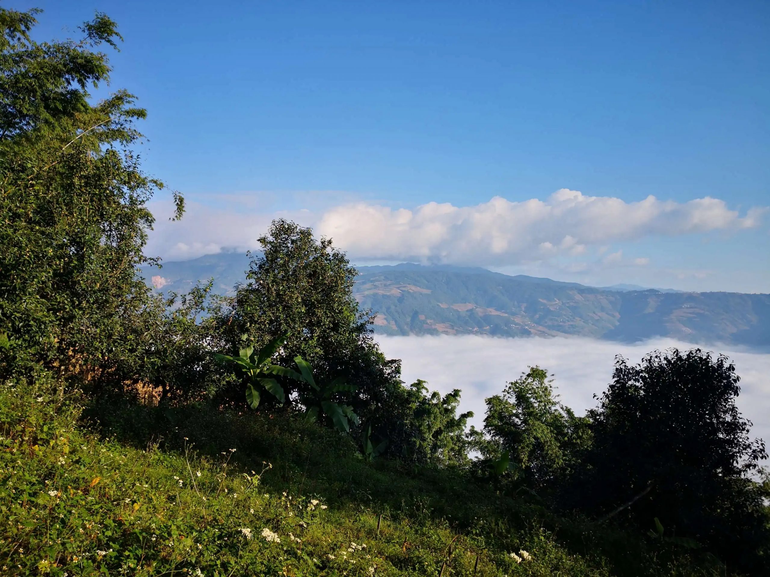 2023年邦崴古樹(shù) 春茶品質(zhì)如何？