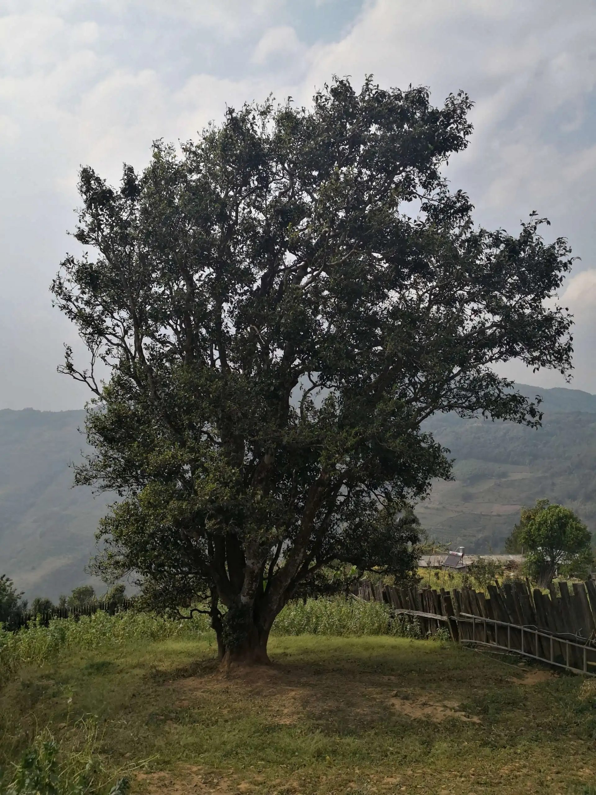 2023年邦崴古樹(shù)春茶口感怎么樣？