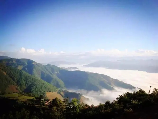 2023邦崴古樹(shù)春茶特點(diǎn)是什么？