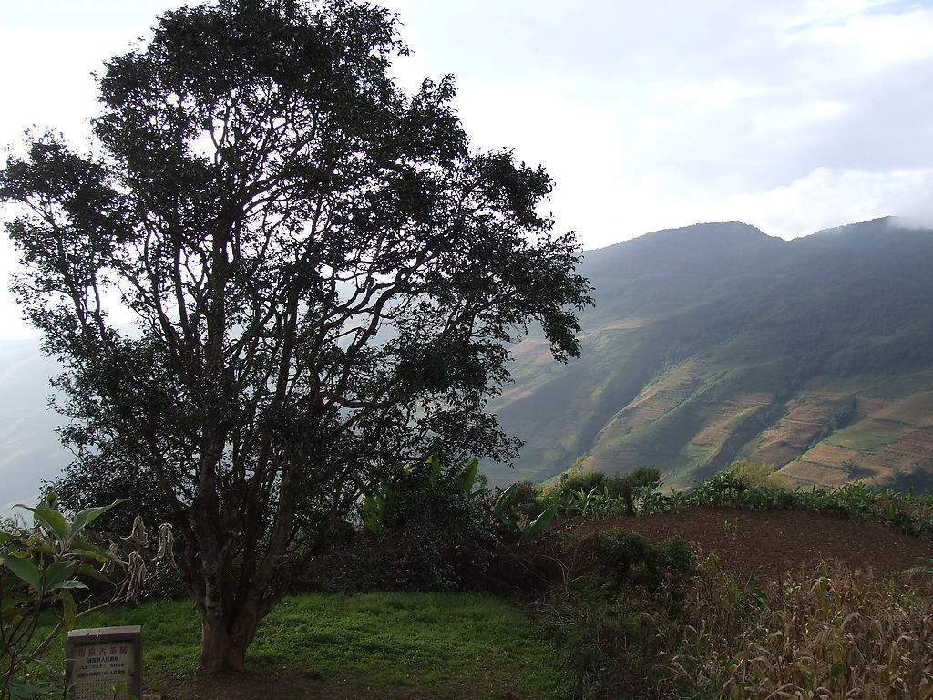 2023年邦崴古樹(shù)春茶多少錢一公斤？